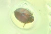 Hyphydrus aubei