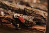 Lygistopterus sanguineus