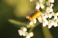 Cteniopus sulphureus