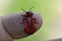 Pyrochroa coccinea