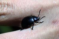 Timarcha goettingensis