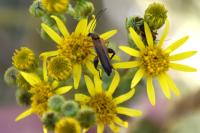 Oedemera podagrariae