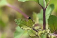 Gastrophysa polygoni