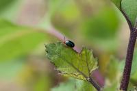 Gastrophysa polygoni