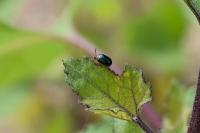 Gastrophysa polygoni