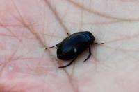 Hydrochara caraboides