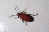 Pyrrhidium sanguineum