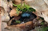 Timarcha tenebricosa