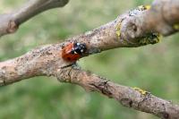 Coccinella septempunctata