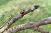 Coccinella septempunctata
