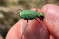 Cicindela campestris