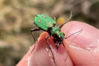 Cicindela campestris