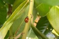 Harmonia axyridis