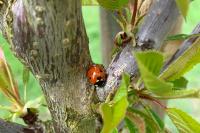 Coccinella septempunctata