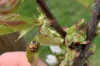 Harmonia axyridis