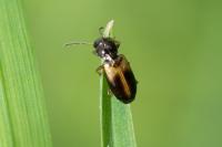 Acupalpus meridianus