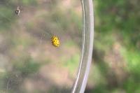 Psyllobora vigintiduopunctata