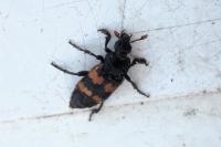 Nicrophorus vespillo