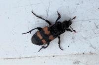 Nicrophorus vespillo