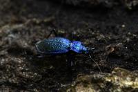 Carabus intricatus