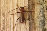 Phymatodes testaceus