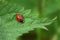 Coccinella septempunctata