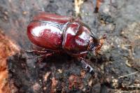 Oryctes nasicornis