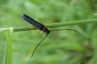 Oberea linearis