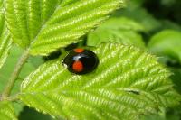 Harmonia axyridis