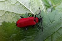 Pyrochroa coccinea