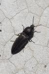 Cidnopus pilosus