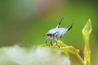 Hoplia coerulea