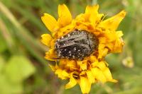 Oxythyrea funesta