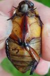 Cybister lateralimarginalis