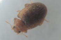 Rhyzobius litura