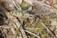 Rhagium sycophanta
