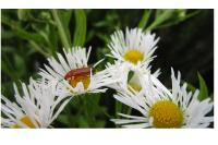 Rhagonycha fulva