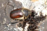 Amphimallon atrum