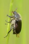 Amphimallon atrum