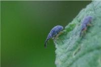 Rhopalapion longirostre