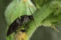 Agrypnus murinus