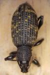 Otiorhynchus sulcatus