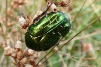 Cetonia aurata
