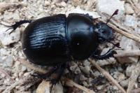 Anoplotrupes stercorosus
