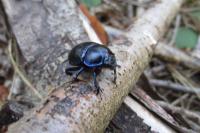 Anoplotrupes stercorosus