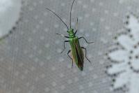 Oedemera nobilis