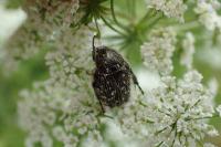 Oxythyrea funesta