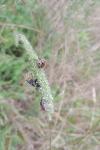 Phyllopertha horticola