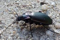 Carabus nemoralis