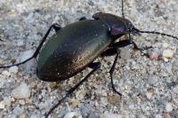 Carabus nemoralis
